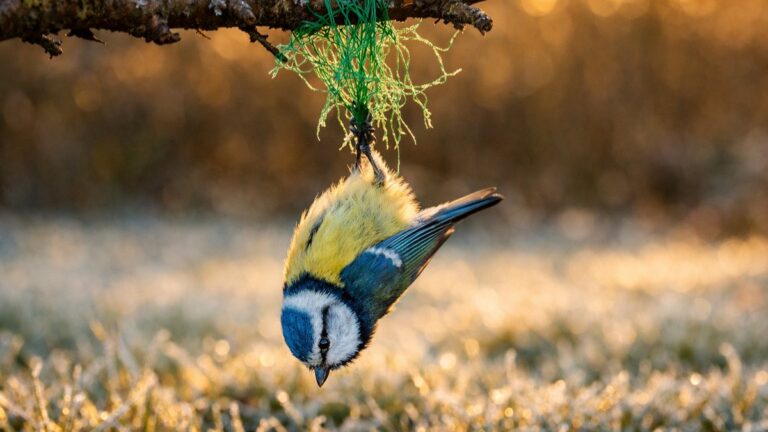 À 68 ans, elle nourrit les mésanges de son jardin tout l'hiver : en mars, elle en retrouve une suspendue par la patte au filet