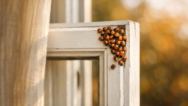 Elle ouvre sa fenêtre un après-midi d'octobre près de Clermont-Ferrand : des dizaines de coccinelles orangées entrent dans sa chambre