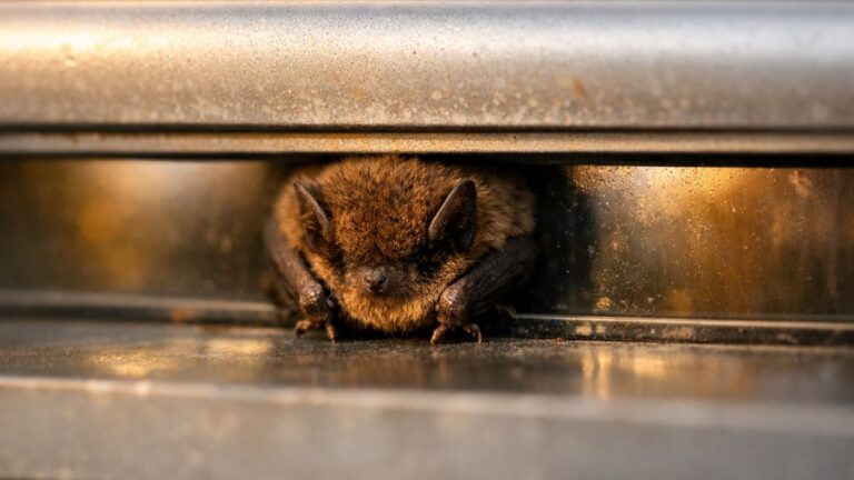 Elle remonte son volet roulant un matin d'octobre près de Bourges : une chauve-souris dort collée contre la fenêtre, son mari tient déjà le balai