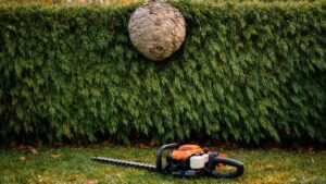 Il repère un nid de frelons asiatiques en haut de sa haie fin octobre : le technicien lui conseille de ne rien faire avant l'hiver